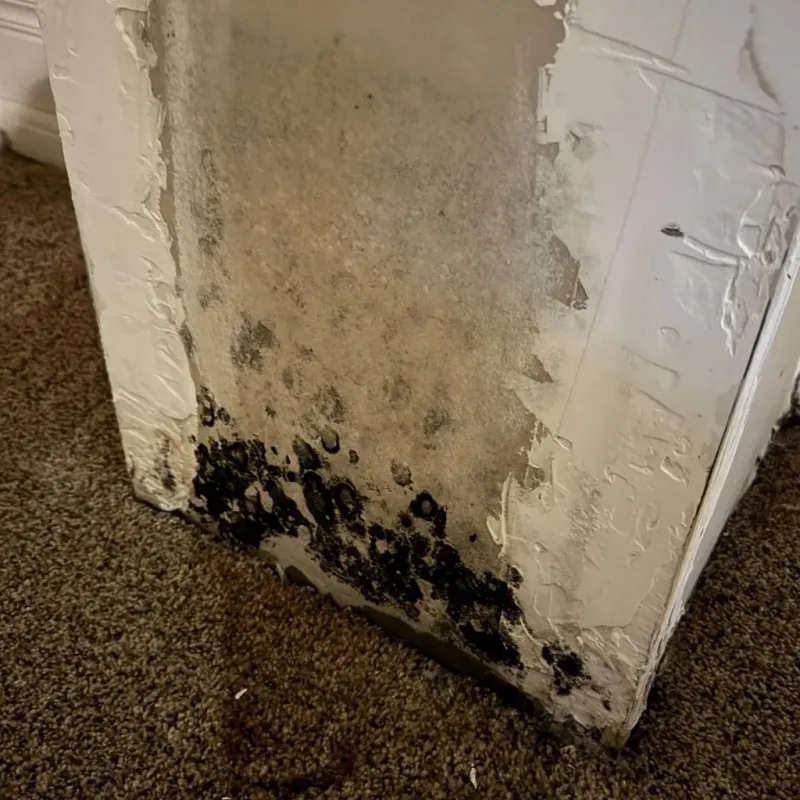 Professional Mold Removal in Lawrence County, TN